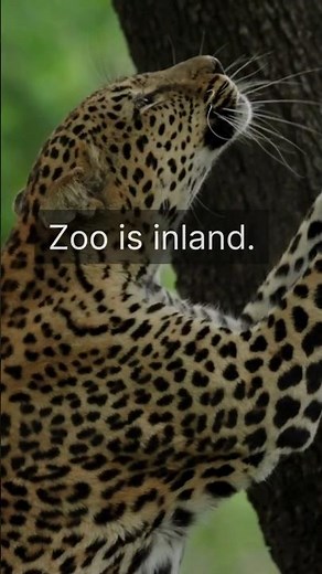 Belize City Cruise Port Guide 2026 | Tender Process, Altun Ha, Zoo & What to Expect