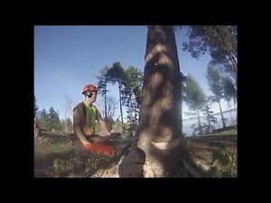 FELLING LARGE TREE WITH BORE CUT