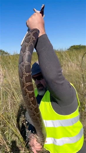 Pythons upset #everglades #ecological balance. We remove them as best we can, but still love them.