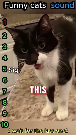 🐾 Top 10 Funniest Cat Sounds! 😹