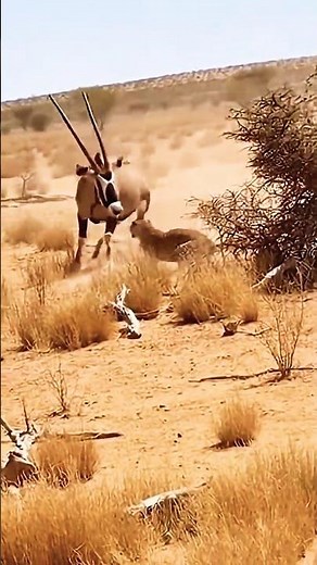 ORYX ANTELOPE VS LEOPARD — The Most Unexpected Wildlife Fight 🦌💥🐆