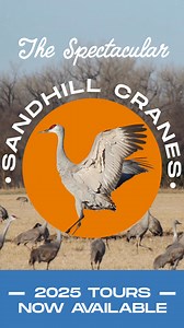 Each spring, more than 400,000 Sandhill Cranes spend about six weeks...