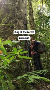 King of the forest "Salumayag/Almaciga" Manifest🌳💚 #forests #nativetrees | Takurug Ki