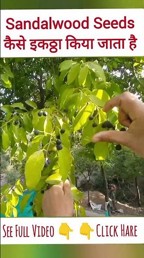 How to Collect Sandalwood Seed from a Tree! #shorts #sandalwood