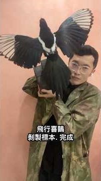 喜鵲標本製作