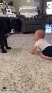 SO ADORABLE! Need something to bring a smile to your face today? Little 7-month-old Liam just couldn't stop laughing while playing with his four-legged best friend! (Volume up!) 😍🐾 MORE: https://bit.ly/3cU9CpK | FOX 10 Phoenix