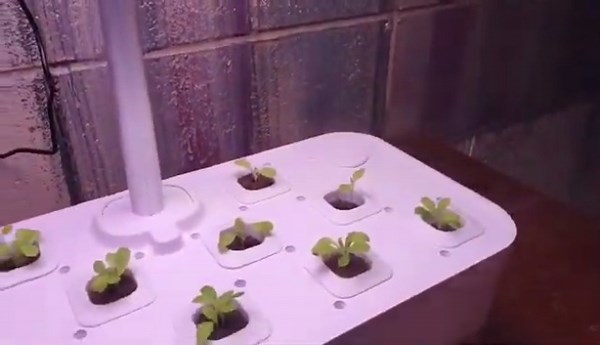 Watch Growing Lettuce | How it works and my results  on Amazon Live