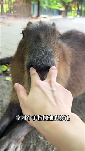 Why Crocodiles Fear the Capybara: The Unlikely Predator-Prey Dynamic