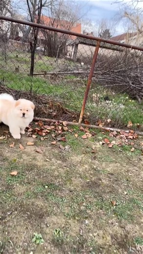 🐾 sa.vi.chowchow🥇🏆🥇 on Instagram: "#chowchow"