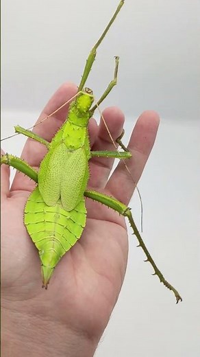 Stick Bug Shows Off Defense Skills