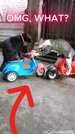 This Staring Contest Got Out Of Control 😭🐱