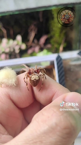 Neoscona Spider Breeding Project Update