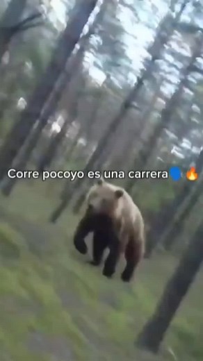 Corre Pocoyó: La Divertida Carrera Musical