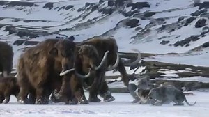Leones de las cavernas vs mamuts lanudos. | Animales prehistóricos