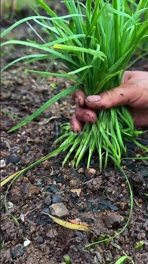 Harvesting and Pruning Chives