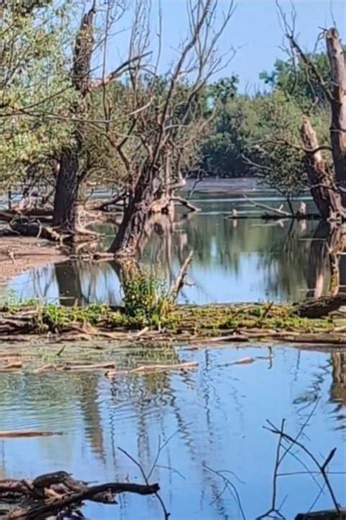 Karlsruhes geheimer Urwald #karlsruhe #baden #rhein vielleicht ist es gut, dass ihn niemand kennt 🤐