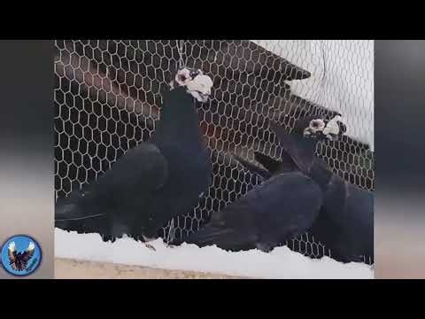 Racing Homer Pigeons,",דואר צהוב"gołębi pocztowych,,種鴿 賽 ,戰種鴿 賽鴿 זוגות דוארים ,