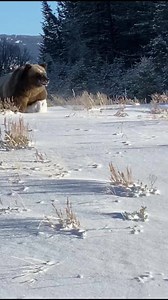 Beautiful Sightings | Grand Teton National Park Wyoming USA 📹 @Robin Lunceford . . Mountain and Outdoor Lifestyle: The Rockies Collection Follow on IG @therockiescollection The Rocky Mountains Community . . . Grizzly Bear 399 #grizzly #grizzlybear #grandtetonnationalpark #rockymountains #jacksonhole #grandtetons #grandteton #wyoming #wyominglife #usa | The Rockies Collection