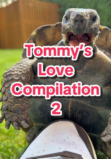 Tommy’s Love Compilation 2: Adorable Turtles in Action