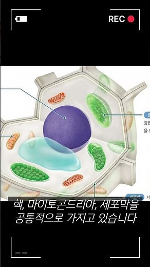동물세포와 식물세포