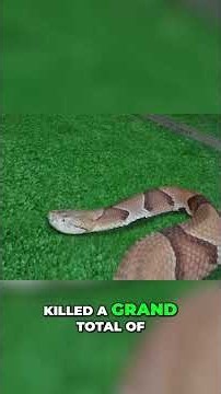 Snakes & Humans: Facts About Constrictors and Safety #shorts