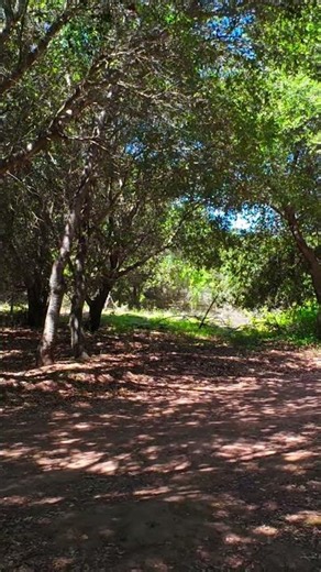 🌿 Hidden Trails Near Stevens Creek Reservoir | Cupertino, CA #Shorts