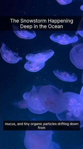 The Snowstorm Happening Deep in the Ocean