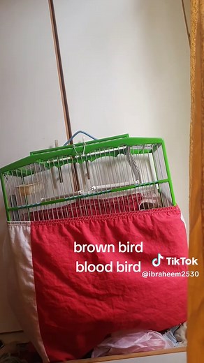 Singing Bullfinch: The Charm of Nature's Melodies