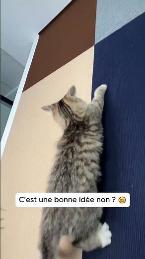 Une solution efficace pour protéger des griffures de chat sur vos meubles !