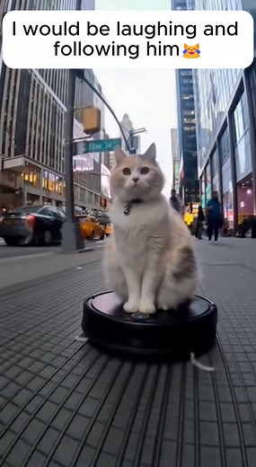 This cat is way too funny 😹 | Bruno The Cat