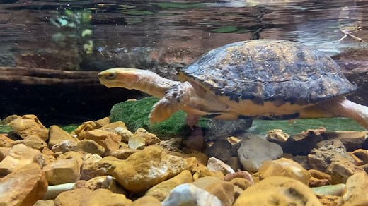 A stroll through the stream McCord’s box turtles are native to the mountain streams of southern China. While only being about six inches long, their hard shells protect their bodies from predators. There is little known about the species and their habitats. It is an extremely rare species The Zoo was the first zoo in the U.S. to breed the McCord’s box turtle. The Asian Turtle Conservation Program is working to protect turtle species, including McCord’s box turtle! The Saint Louis Zoo WildCare In
