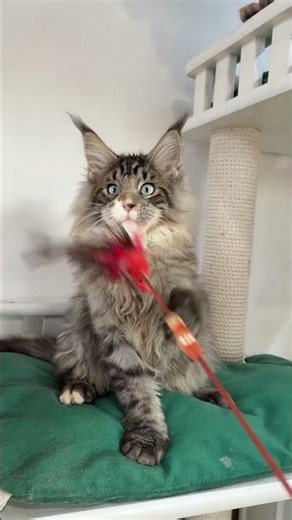 Kraft Maine Coon Black Tabby Male