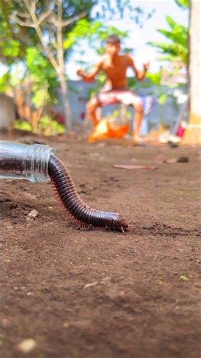 The giant millipede purposely revealed itself to a rich man #shorts #kaki1000