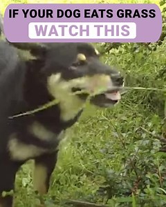 321 reactions · 79 shares | Why does my dog eat grass? If you're asking yourself this question you should watch this video as it may be a sign of something more serious. Find the solution to your dog's health issues with Mighty Munch. | Mighty Munch | Facebook