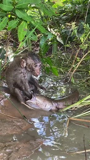 Funny video monkey with fish