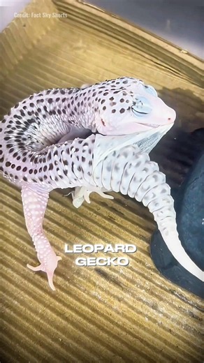 This Gecko Can Drop Its Tail To Escape 😳🦎