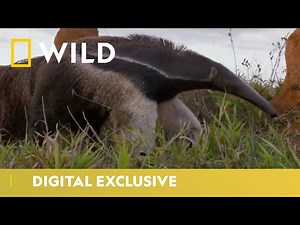 National Geographic: Giant Anteater vs. Termites