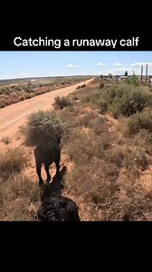 Runaway calf (Performed by Professionals) #cowboy #rope #horse #cow #ranch #fyp | Westerworks