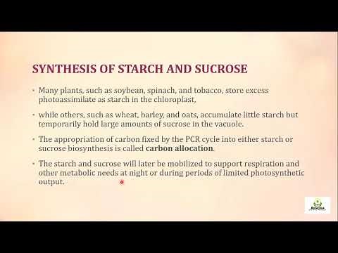Biosynthesis of Starch