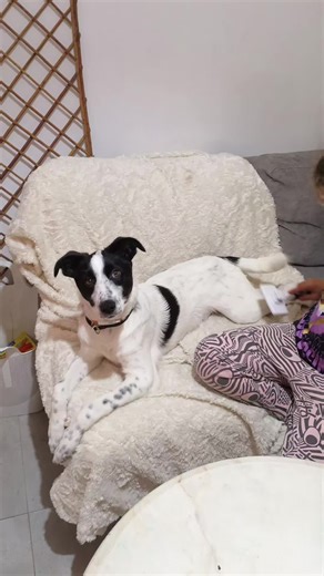 #αδεσποτα #σκυλος