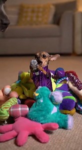 This dog has a better entrance than Beyoncé 😂 🎤 . . . #chihuahua #pitbull #singer #artist #petlovers | Läipets