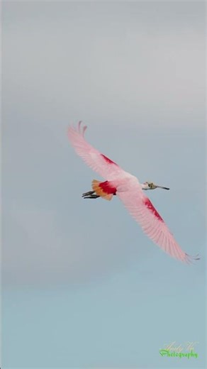 Pink Wings in Motion! Stunning Roseate Spoonbill Flight You Must See #birds #wildlife #nature
