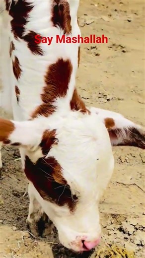 Cute Baby Calf Taking First Steps #cutecalf #babycow #cutenessoverload #farmanimals #villagevibes