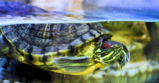 Red-eared Slider Nuzzles a Water-filled Aquarium, Touching the Walls Stock Video - Video of nature, animal: 448644443