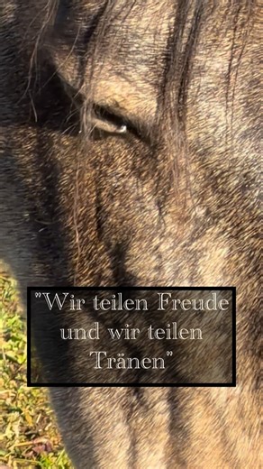 Chi horsing ☯️Ganzheitliches Pferdebewusstsein 💜Alexandra König on Instagram: "Manche Momente mit Pferden und hier mit meiner Leitstute Shakira, sind so still – und doch sprechen sie lauter als Worte. 🐴 Heute war ich sehr traurig und ich ging an der Koppel entlang wo die Herde graste und Shakira trat heraus und kam auf mich zu. Sie spürte meinen Schmerz und sah mich an, als würde sie sagen "Komm herein zu mir - wir gehen ein Stück gemeinsam". Und nach dem sie die fünfte Träne mit mir weinte ha