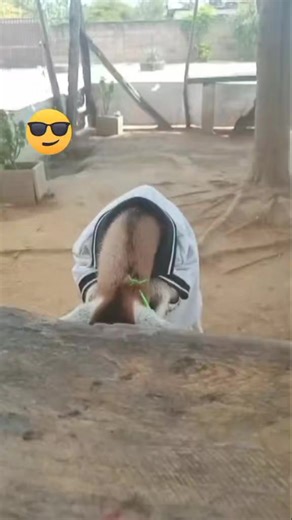 #Meme #cabra #risa #humor #video