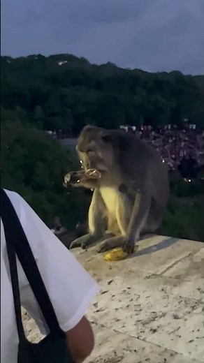 Angry monkey gang terrorizes tourists in Bali 🐒
