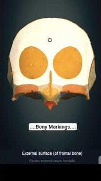 # Bony Marking interesting biology (Skeleton)