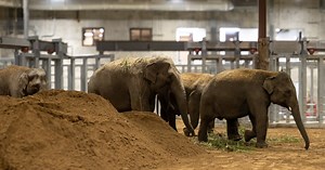 The Cincinnati Zoo has 4 new elephants