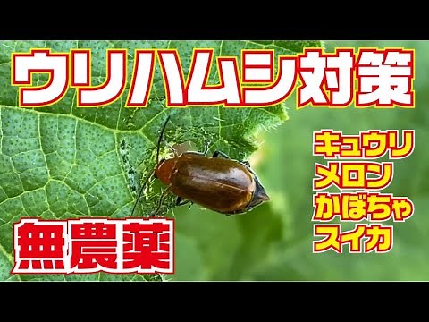 【無農薬】この方法でウリハムシは激減しました【キュウリ】【茄子】【スイカ】【メロン】【カボチャ】【高知】